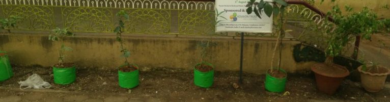 Aug 2017 – Tree Plantation Drive in Chennai